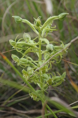 Habenaria mossii
