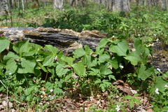 Trillium