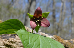 Trillium