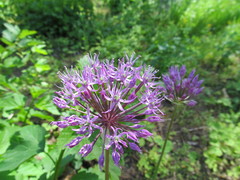 Allium rosenorum