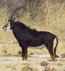 Hippotragus niger niger