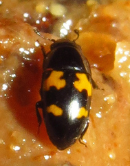 Glischrochilus fasciatus