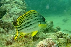 Plectorhinchus gaterinus