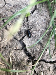 Dorcadion cinerarium