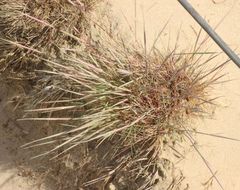 Corynephorus canescens