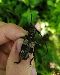 Lamiomimus gottschei