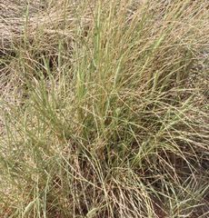 Ammophila arenaria