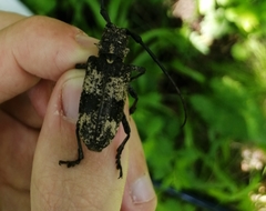 Lamiomimus gottschei