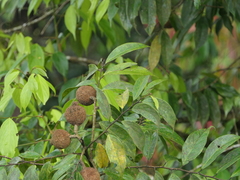 Hydnocarpus pentandrus