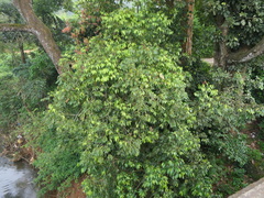 Hydnocarpus pentandrus