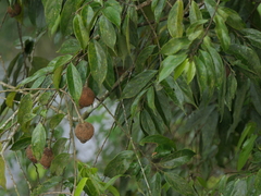 Hydnocarpus pentandrus