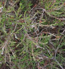 Calluna vulgaris