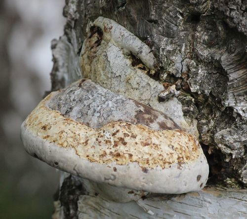Hoof Fungus (Fomes fomentarius)