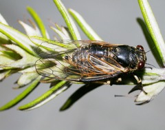 Myopsalta wollomombi