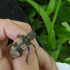 Lamiomimus gottschei