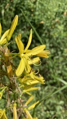 Asphodeline