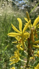 Asphodeline