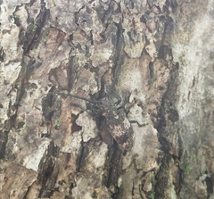 Lamiomimus gottschei