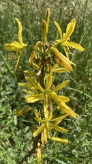 Asphodeline