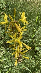 Asphodeline