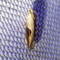 Pseudexentera costomaculana