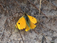 Colias myrmidone