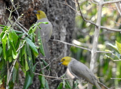 Pycnonotus xantholaemus