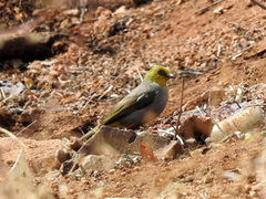 Pycnonotus xantholaemus