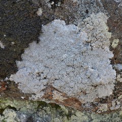 Pertusaria corallina