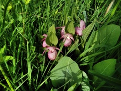 Cypripedium