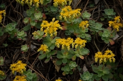 Sedum palmeri