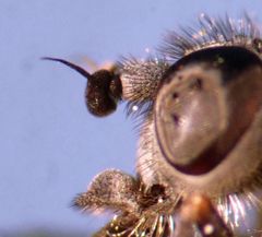 Symphoromyia
