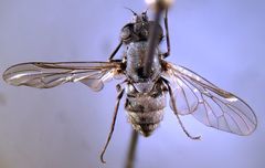Symphoromyia
