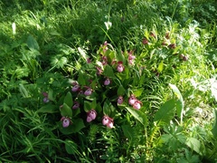 Cypripedium × ventricosum