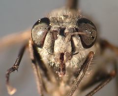 Symphoromyia