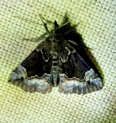 Hypena palparia