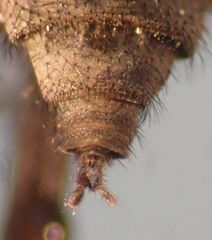 Symphoromyia