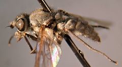 Symphoromyia