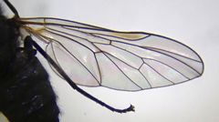 Symphoromyia