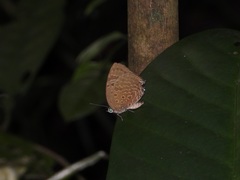 Arhopala silhetensis