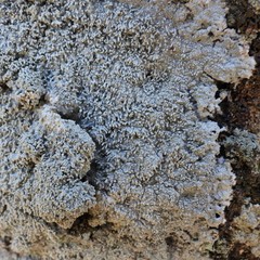 Pertusaria corallina