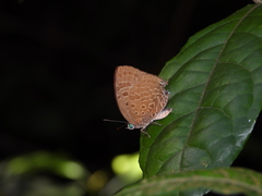 Arhopala silhetensis