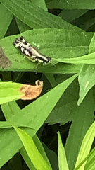 Melanoplus viridipes