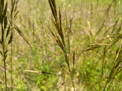 Bromus erectus