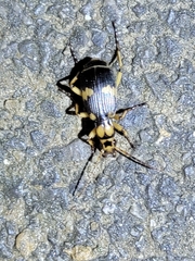 Pheropsophus javanus