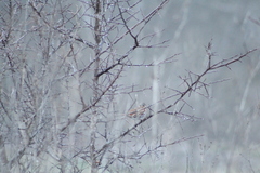 Passerella iliaca iliaca