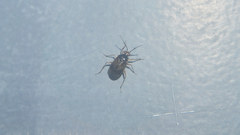 Deraeocoris claspericapilatus