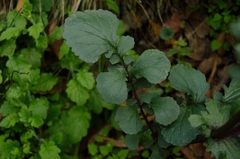 Packera coahuilensis