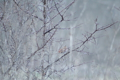 Passerella iliaca iliaca