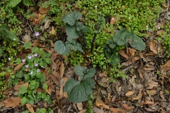 Packera coahuilensis